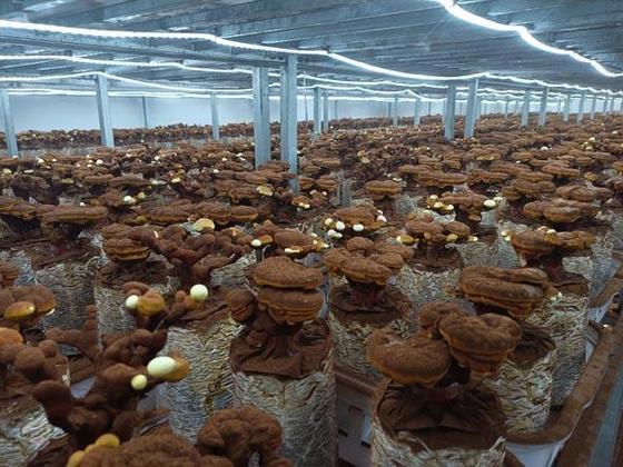 这是抚州市临川区一家日产30万包菌棒的食用菌工厂化种植及深加工企业